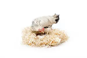 Feathered Prints: hen sitting on nest with eggs isolated on white