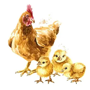 Mothers Prints: Hen and small yellow fluffy Chicks