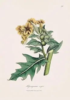Ferns Prints: Henbane. Botanical Illustration: Antique Medical Botanical Artwork from a 19th-century Botany Book Plate