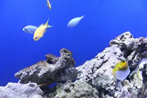Apnea Prints: Heniochus acuminatus Chaetodon auriga fish in blue water close-up. Fish in the aquarium
