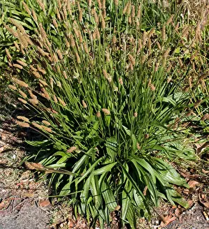 Rosette Prints: Herb Plantago lanceolata a species of genus Plantago known as English plantain