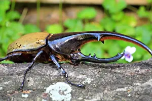 Stag Prints: Hercules beetle (Dynastes hercules) in Ecuador