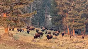 Greg Vaughn Photography Prints: A herd of bison emerging from the forest in Yellowstone National Park