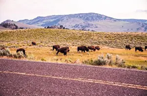 Eco Tourism Prints: Herd of bison grazing near the road in Lamar Valley