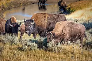 Hoof Prints: A herd of bisons grazing in the grasslands of the Yellowstone National Park