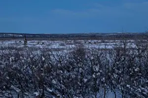 Caribou Prints: Herd of caribou eating in field with light snow on a winter evening after sunset near Delta Junction
