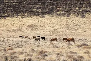 Ranching Prints: Herd of cattle on the northern Nevada open range near the Pyramid Lake Reservation/Fish Springs