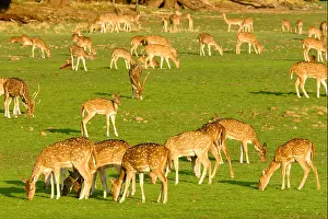 Miscellaneous Prints: Herd Of Chital Or Spotted Deer Axis Axis Grazing