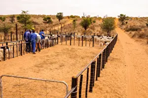 Shed Prints: A herd of many Dormer sheep being treated by a farmer and workers with pesticides for ticks and other pests