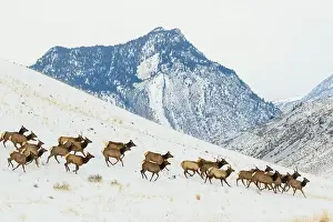 Rocky Mountain Elk Prints: Herd of elk migrating to lower country in Montana