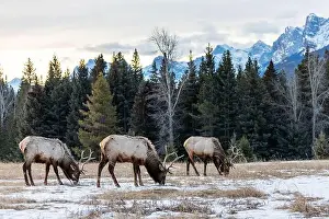 Banff Prints: Herd of Elks grazing on snowy patches in Banff National Park, Alberta, Canada