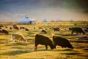 Backlight Prints: A herd grazing during a mild summer in the sometimes extreme climate of the Tsaast Uul valley in remote western