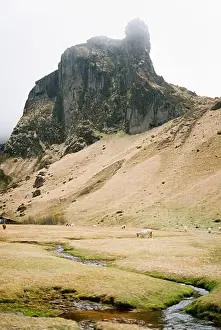 Farm Animals Prints: Herd of horses is grazing near a small river near the mountains. Iceland