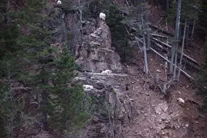 Ungulate Prints: A herd of mountain goats scaling the rocky landscape, in Montana USA