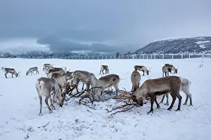 Reindeer Prints: Herd of reindeer in the snow are searching for food at a Saami camp near Tromso in northern Norway