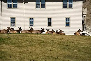 Antler Prints: a herd of resting female Elk (Cervus canadensis) on a lawn in front of beige office building