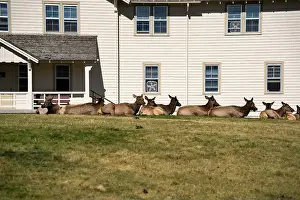 Antler Prints: a herd of resting female Elk (Cervus canadensis) on a lawn in front of beige office building