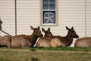 Antler Prints: a herd of resting female Elk (Cervus canadensis) on a lawn in front of beige office building