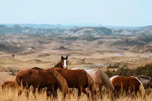 Wild Horses Prints: A herd of wild horses roam freely across the grasslands of Theodore Roosevelt National Park in North Dakota