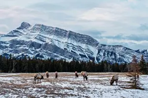 Rutting Prints: Herd of wild mountain Elk grazing in Banff National Park
