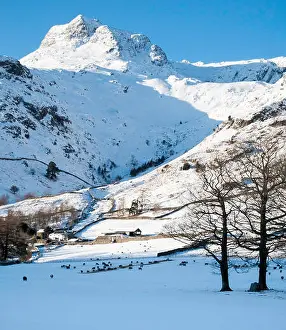 Quarry Prints: Herdwick sheep in snow below Pike o'Stickle