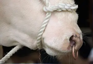 Hereford bull