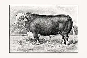 Livestock Art Prints: Hereford Cattle. Antique cattle illustration of a bull from an 1887 livestock book