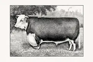 Livestock Art Prints: Hereford Cattle. Antique cattle illustration of a bull from an 1887 livestock book