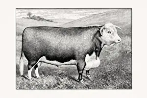 Livestock Art Prints: Hereford Cattle. Antique cattle illustration of a bull from an 1887 livestock book