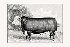Livestock Art Prints: Hereford Cattle. Antique cattle illustration of a bull from an 1887 livestock book