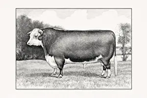 Livestock Art Prints: Hereford Cattle. Antique cattle illustration of a bull from an 1887 livestock book