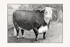Livestock Art Prints: Hereford Cattle. Antique cattle illustration of a bull from an 1887 livestock book