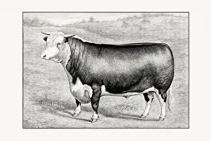 Hereford Cattle. Antique cattle illustration of a bull from an 1887 livestock book