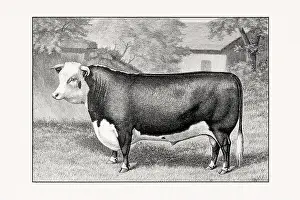 Livestock Art Prints: Hereford Cattle. Antique cattle illustration of a bull from an 1887 livestock book