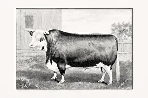 Hereford Cattle. Antique cattle illustration of a bull from an 1887 livestock book