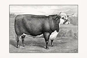 Livestock Art Prints: Hereford Cattle. Antique cattle illustration of a bull from an 1887 livestock book