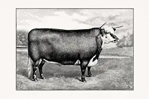 Hereford Cattle. Antique cattle illustration of a bull from an 1887 livestock book