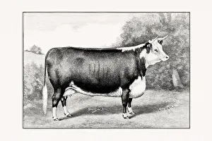 Hereford Cattle. Vintage cattle illustration of a cow from an 1887 livestock book