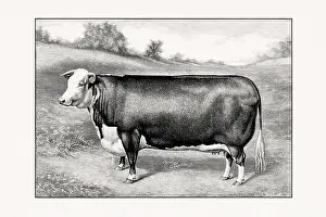 Livestock Art Prints: Hereford Cattle. Vintage cattle illustration of a cow from an 1887 livestock book