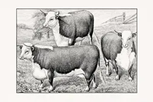 Livestock Art Prints: Hereford Cattle.Antique cattle illustration from an 1887 livestock book