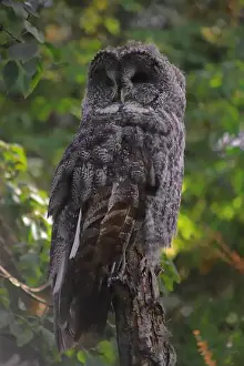 Great Grey Owl Prints: Here's a great grey owl that I saw at the Calgary Zoo