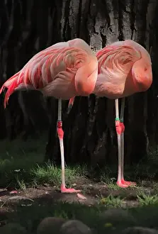 Calgary Prints: Here's a pair of sleeping flamingos... To me they look like those swirly lollipops