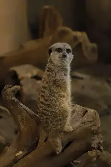 Calgary Prints: Here's a picture of a meerkat from the Calgary Zoo