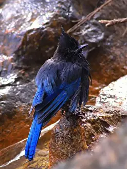 Corvidae Prints: Here's a Stellar's Jay after taking a cold bath