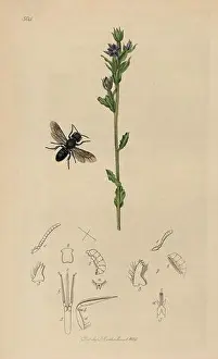 Curtis Prints: Heriades truncorum, Larger Heriades wasp