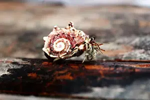 Crabs Prints: hermit crab