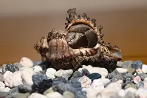 Crabs Prints: hermit crab