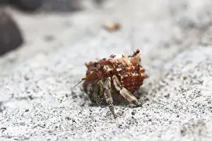 Crabs Prints: hermit crab