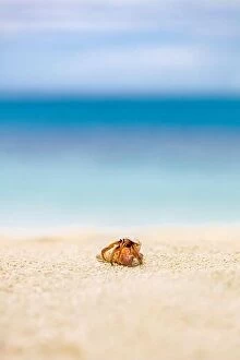 June Collection: Hermit crab at beach. Endless tropical horizon