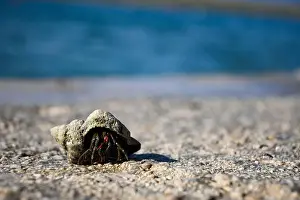Sand Beach Prints: Hermit crab is carrying its shell across a bright beach
